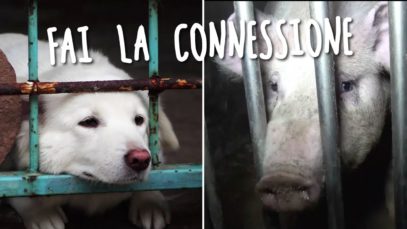 Cani o maiali? Fai la connessione