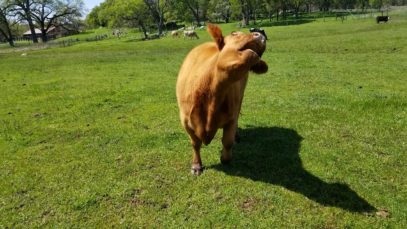 Blind Cow Daffodil Moos for Treats