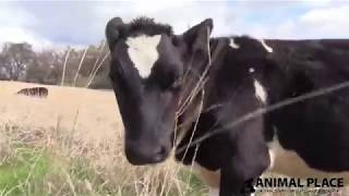 Rescued Calves Explore Pasture: Keegan