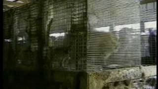 Stella McCartney’s Fur Farm Investigation