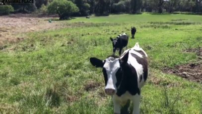 Calves running in for water