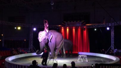 Abuse of Elephants at Garden Bros. Circus