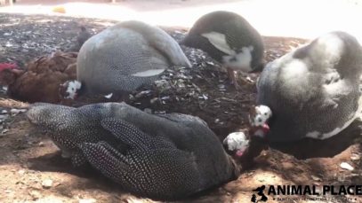 Dust Bathing Chickens and Guinea Fowl