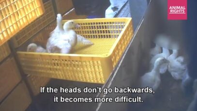 Ducks kicked, grabbed by the throat, trampled and beaten to death