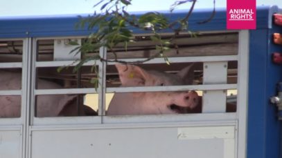 Hittestress Varkens in Boxtel