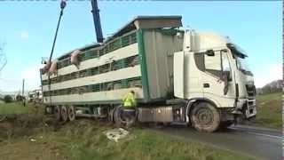 100 cochons périssent dans un accident de bétaillère