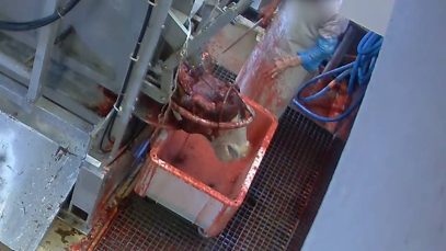 Abattoir de Mercantour – mise à mort des bovins sans étourdissement