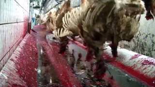 Abattoir de poules pondeuses