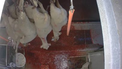 Abattoir du Mercantour : mise à mort des moutons avec étourdissement