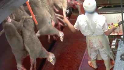 Abattoir du Mercantour : mise à mort des moutons sans étourdissement