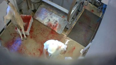 Abattoir Mercantour – mise à mort des bovins avec étourdissement