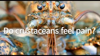 Do Lobsters Feel Pain? Do Crabs Feel Pain? | PETA Video Answers