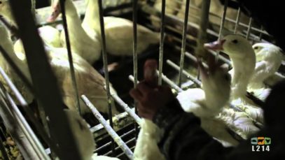 Enquête sur le foie gras de l’Élysée