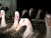 Le modèle alimentaire français : l’élevage des canards pour le foie gras