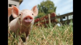 Sauvetage de cochons dans un élevage intensif