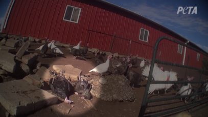 Turkeys Hauled 12 Hours, Killed for 'Dumb' People's Thanksgiving