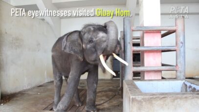 PETA Asia – Baby Elephant Chained and Abused for Tourists [G0M75bREv3I – 1280×720 – 0m00s]