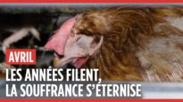 Groupe Avril : 5 ans d’enquêtes dans des élevages en cage de poules pondeuses