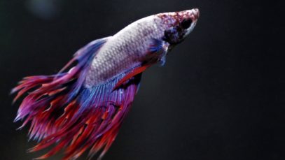 The True Cost of Selling Betta Fish: Filth, Sickness, and Death at Petco