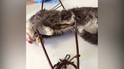 Traps Meant for Coyotes Are Killing Cats