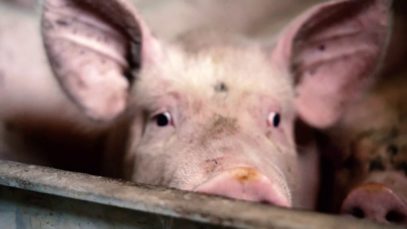 Élevage de cochons en Dordogne