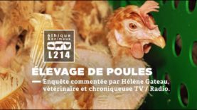 Élevage de poules en cages commentée par Hélène Gateau