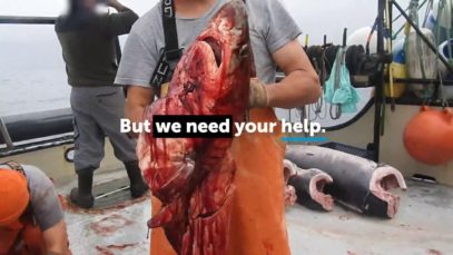 Nightmare at Sea: Animal Abuse in the Driftnet Fishing Industry