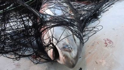 Our oceans aren’t dying; they are being killed by the commercial fishing industry.