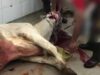 Breaking: A Horrifying Look Inside a Thai Slaughterhouse