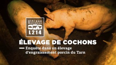 Elevage de cochons – Enquête dans un élevage d’engraissement porcin du Tarn