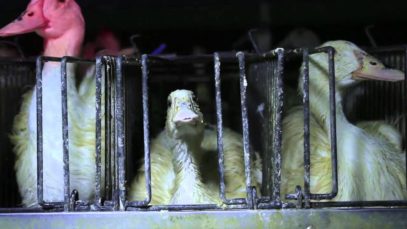 Foie gras : scandale dans les palaces parisiens !