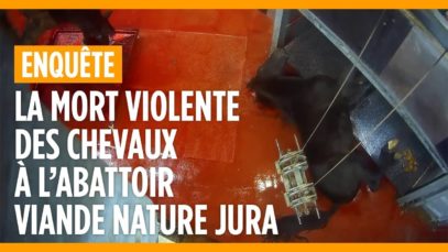 La mort violente des chevaux à l’abattoir Viande Nature Jura