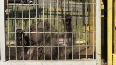 Linas-Korta-Muller-Cirque-Captive-Animals-_zrhFu9wJ1lo-1280×720-0m22s