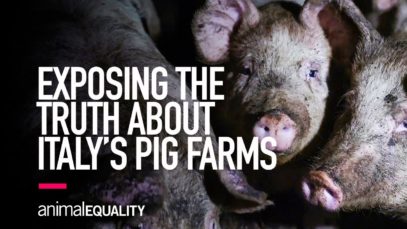 Animal Equality Investigation Reveals Truth Behind Italy’s Pig Farms