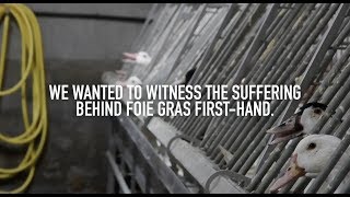 Inside a Foie Gras Farm