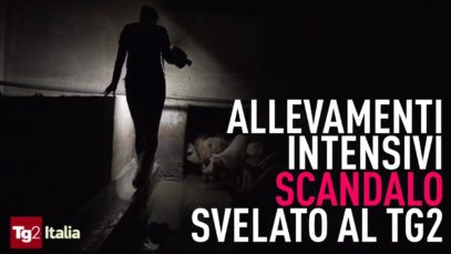 Le terrificanti immagini degli allevamenti intensivi in diretta su Tg2 Italia