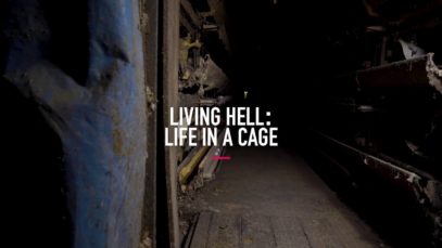 Life in a Cage | Italian Egg Farm