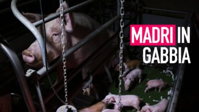 Nessuno merita una vita in gabbia | Animal Equality Italia