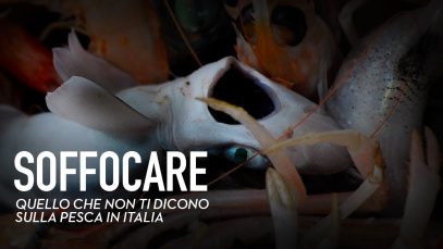 Soffocare – La lenta agonia dei pesci nei mari italiani