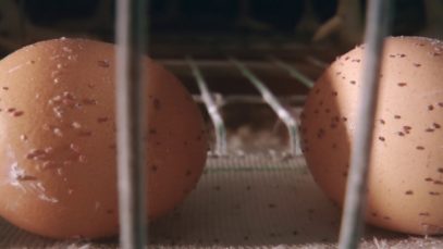 The Egg Industry – Animal Equality