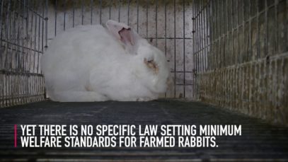 We demand an end to rabbit cages!