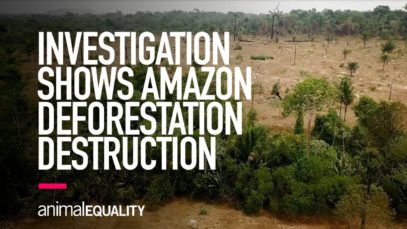 Animal Equality Investigation Shows Impact of Amazon Rainforest Deforestation