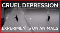 Cruel Depression Experiments on Animals