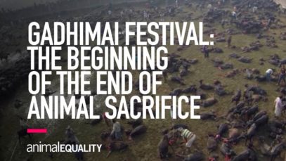 Gadhimai 2019