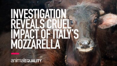 INVESTIGATION: The Cruel Impact of Italy’s Buffalo Mozzarella Production