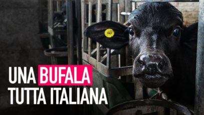 Una bufala tutta italiana: la verità dietro la mozzarella di bufala!