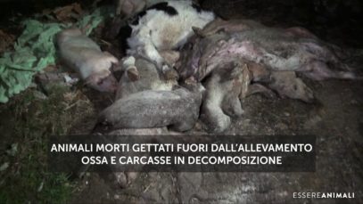 Allevamento con cadaveri smaltiti in modo illegale