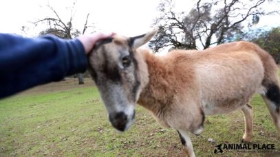 Carmen Enjoying Scratches