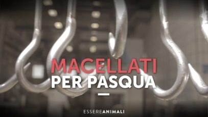 Dentro a un allevamento di agnelloni macellati per Pasqua – Essere Animali