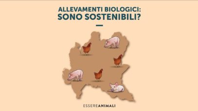 Gli allevamenti biologici sono sostenibili?